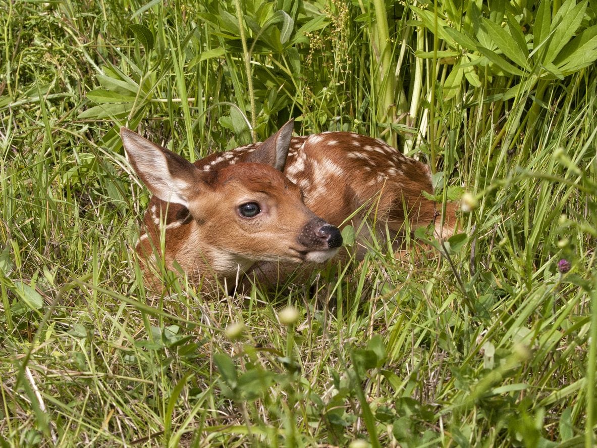Why shouldn't baby deer and roe deer be touched? We can attract predators and scare the mother