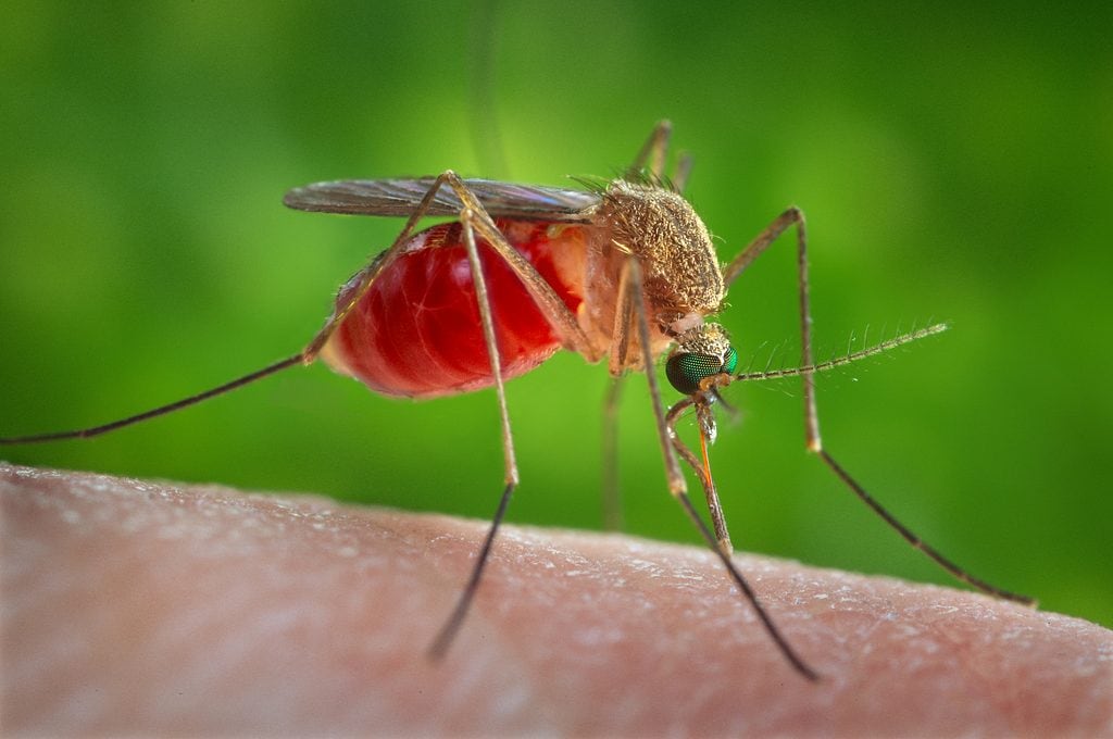 Why Google wants to free 64 million mosquitoes: the plan against disease-carrying species