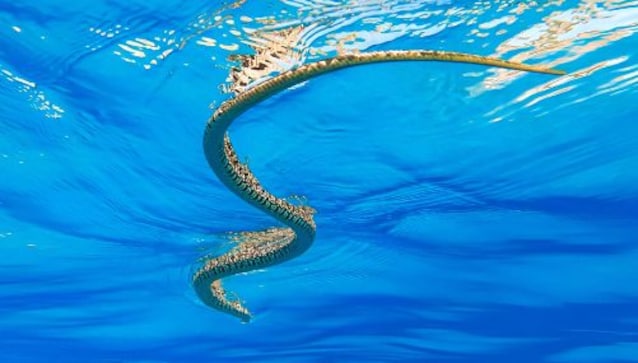 horseshoe snake sea