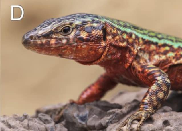 Ibiza lizard