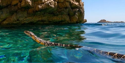 Ibizan snakes swimming in the sea: the horseshoe snake threatens the Pitiusa lizards