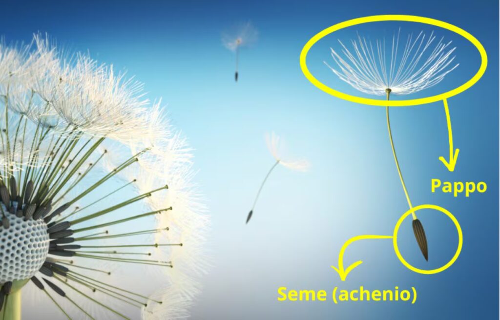 The white spheres that fly are the dandelion's dandelions: like the dandelion it disperses the seeds