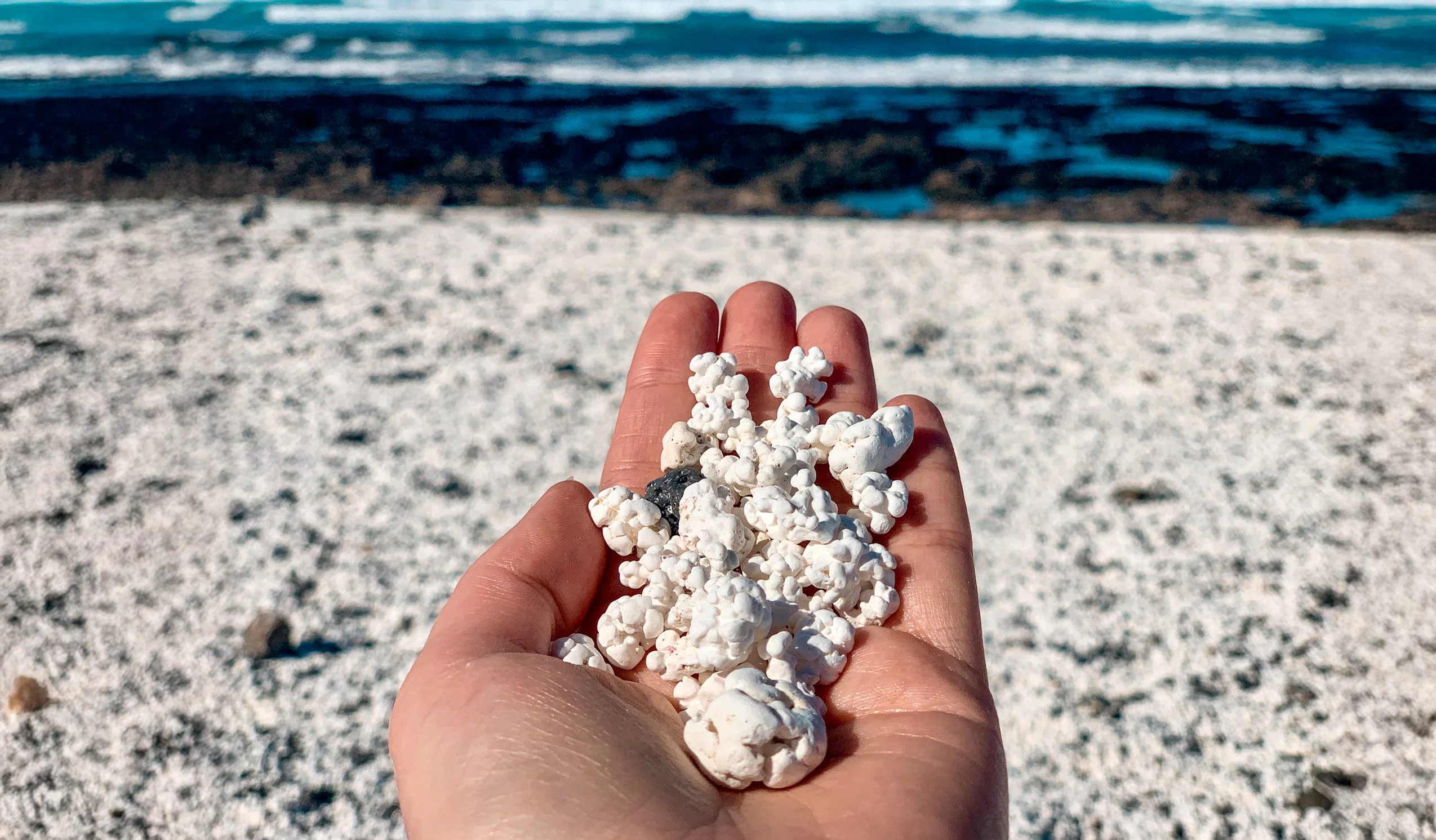 There is a "pop corn" beach in Fuerteventura: what rhodolites are and how Majanicho was formed