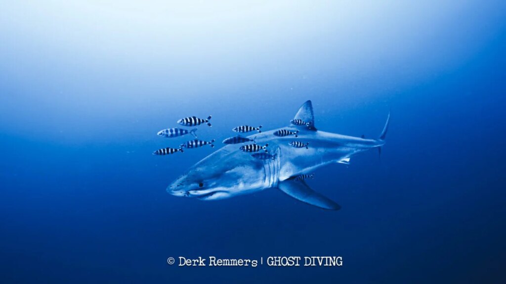 Great white shark filmed in the Sicilian Channel: the video of the species that has always been present in our seas