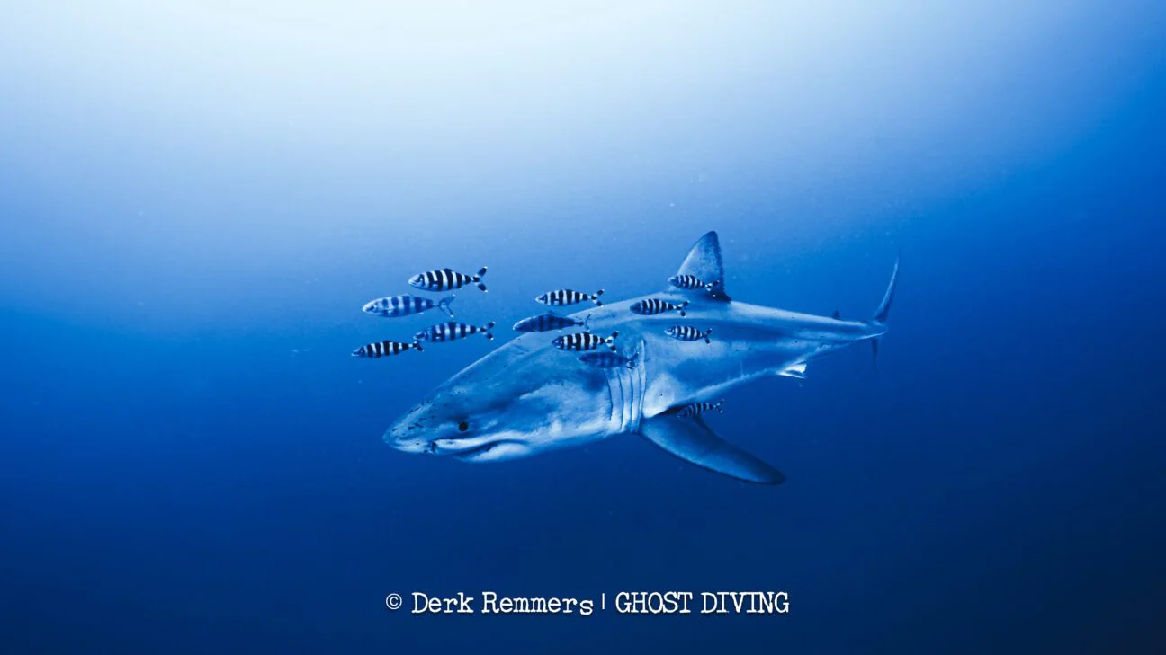Great white shark filmed in the Sicilian Channel: the video of the species that has always been present in our seas