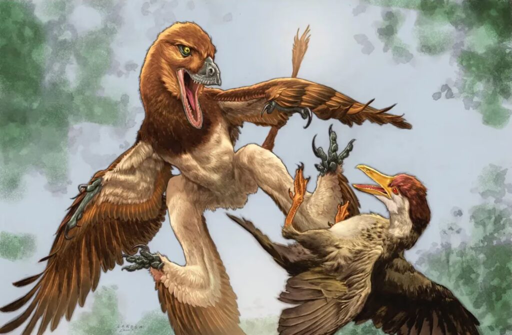 A small Avian dinosaur discovered in China, a relative of the Velociraptor: it had 4 wings
