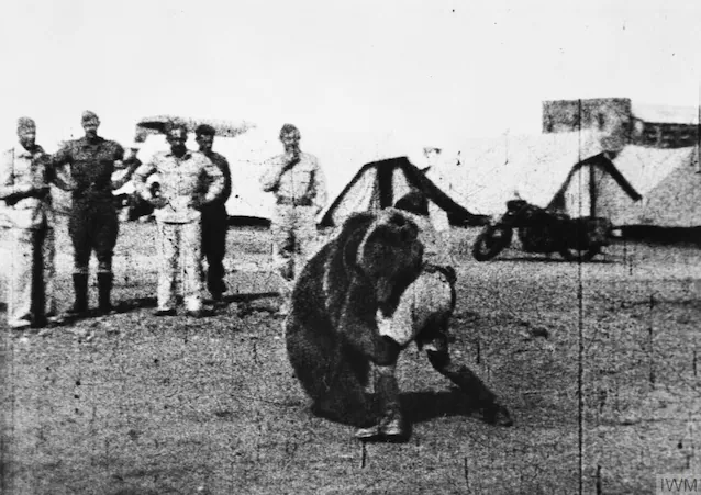 Wojtek fights with a soldier (Wikimedia Commons)