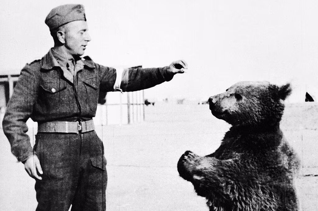 The true story of Wojtek, the Polish bear soldier who fought in the Second World War