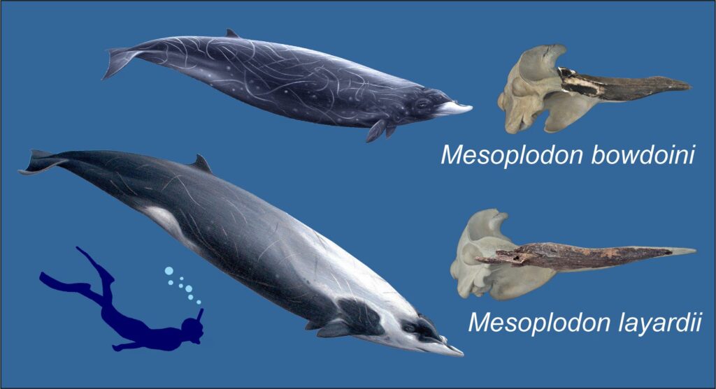 In the depths of the Indian Ocean there is the largest whale cemetery: some remains are 5.3 million years old