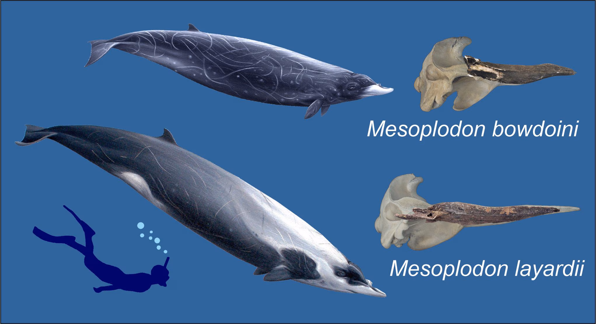 In the depths of the Indian Ocean there is the largest whale cemetery: some remains are 5.3 million years old