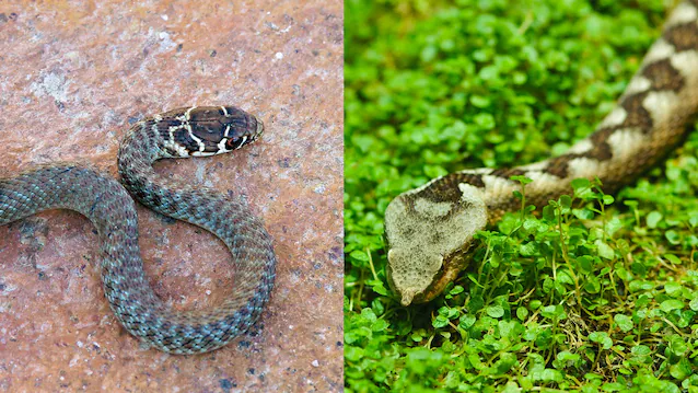 viper snake head