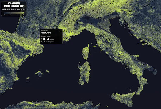 Italian mushroom network