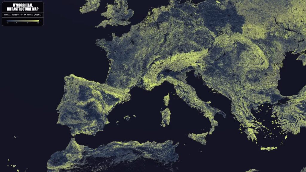 The underground mushroom network has been mapped: it is 110 quadrillion km long, as much as 1 billion Earth-Sun journeys