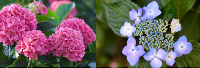 mophead hydrangea and lacecap