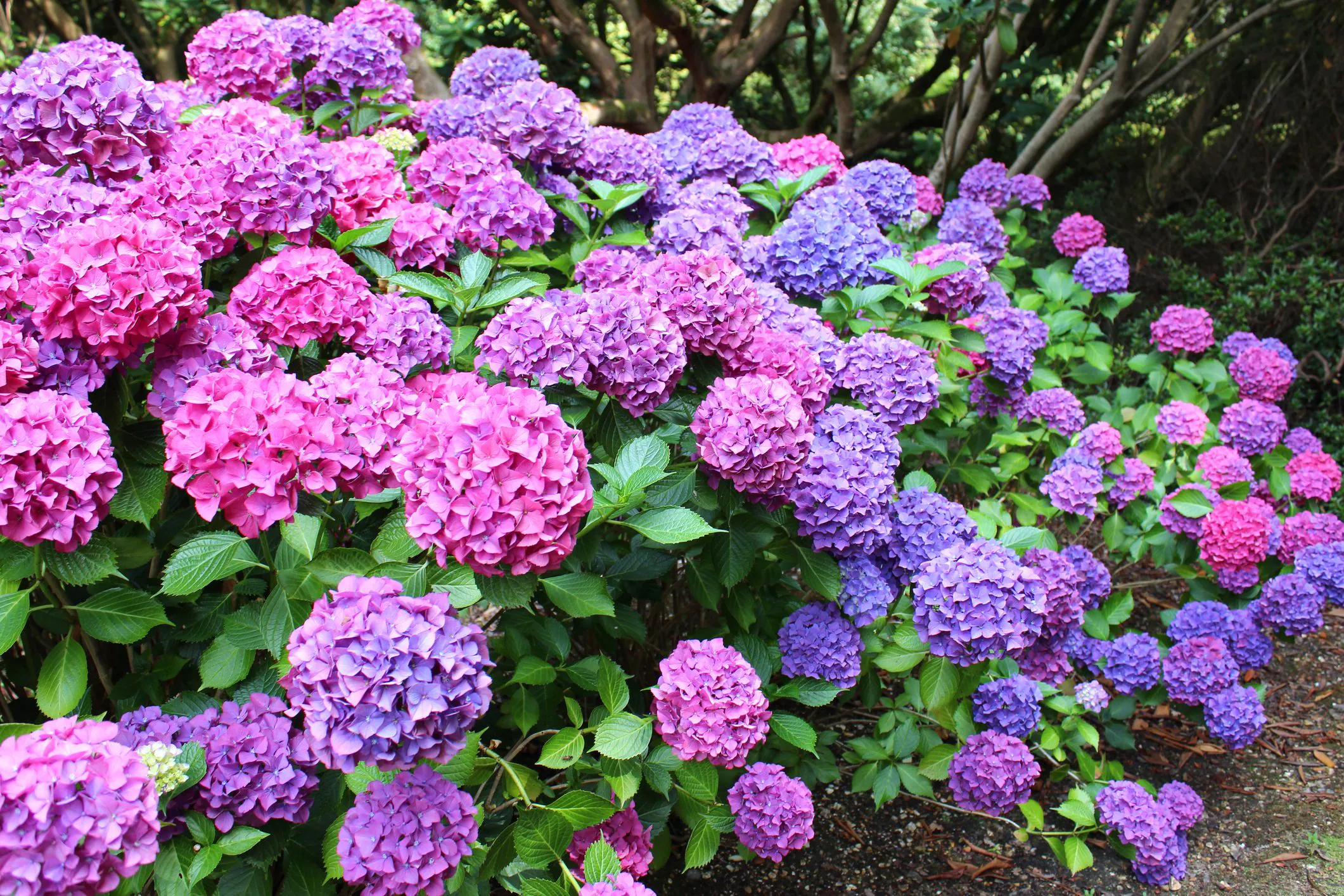 Hydrangea has existed for over 60 million years: why the flower from the dinosaur era changes color