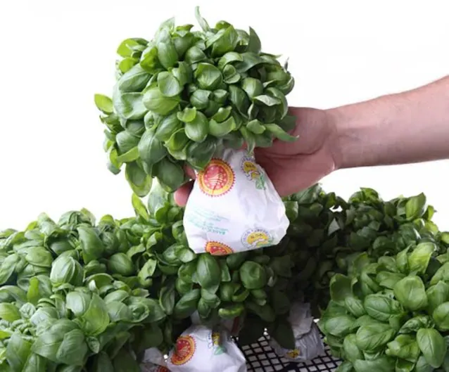 Genoese basil DOP characteristics