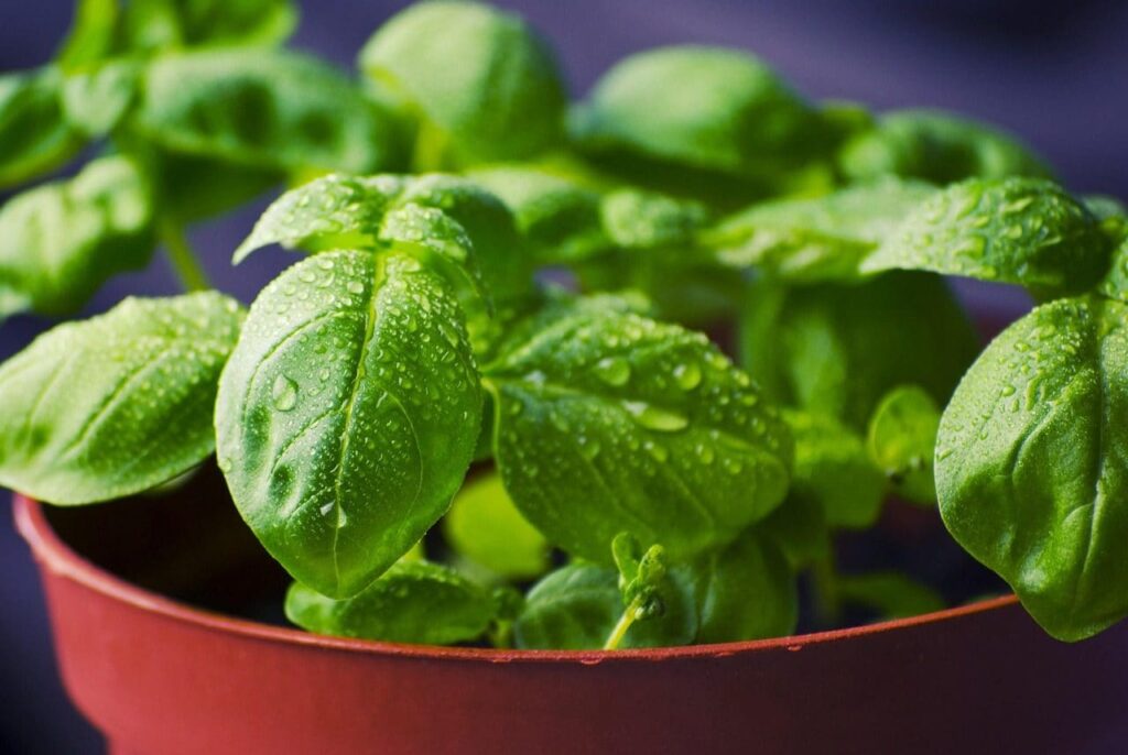 The biochemistry of Genoese PDO basil: the climate of Liguria and the absence of mint aroma