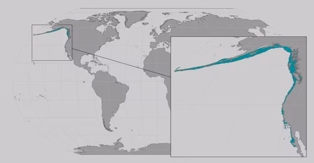giant starfish range