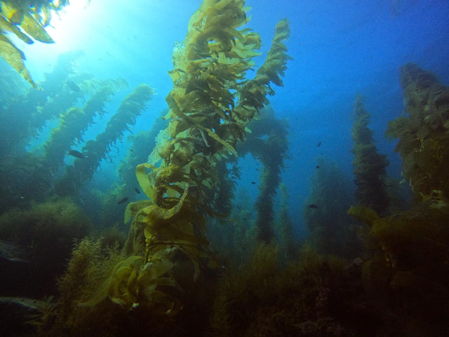 giant kelp