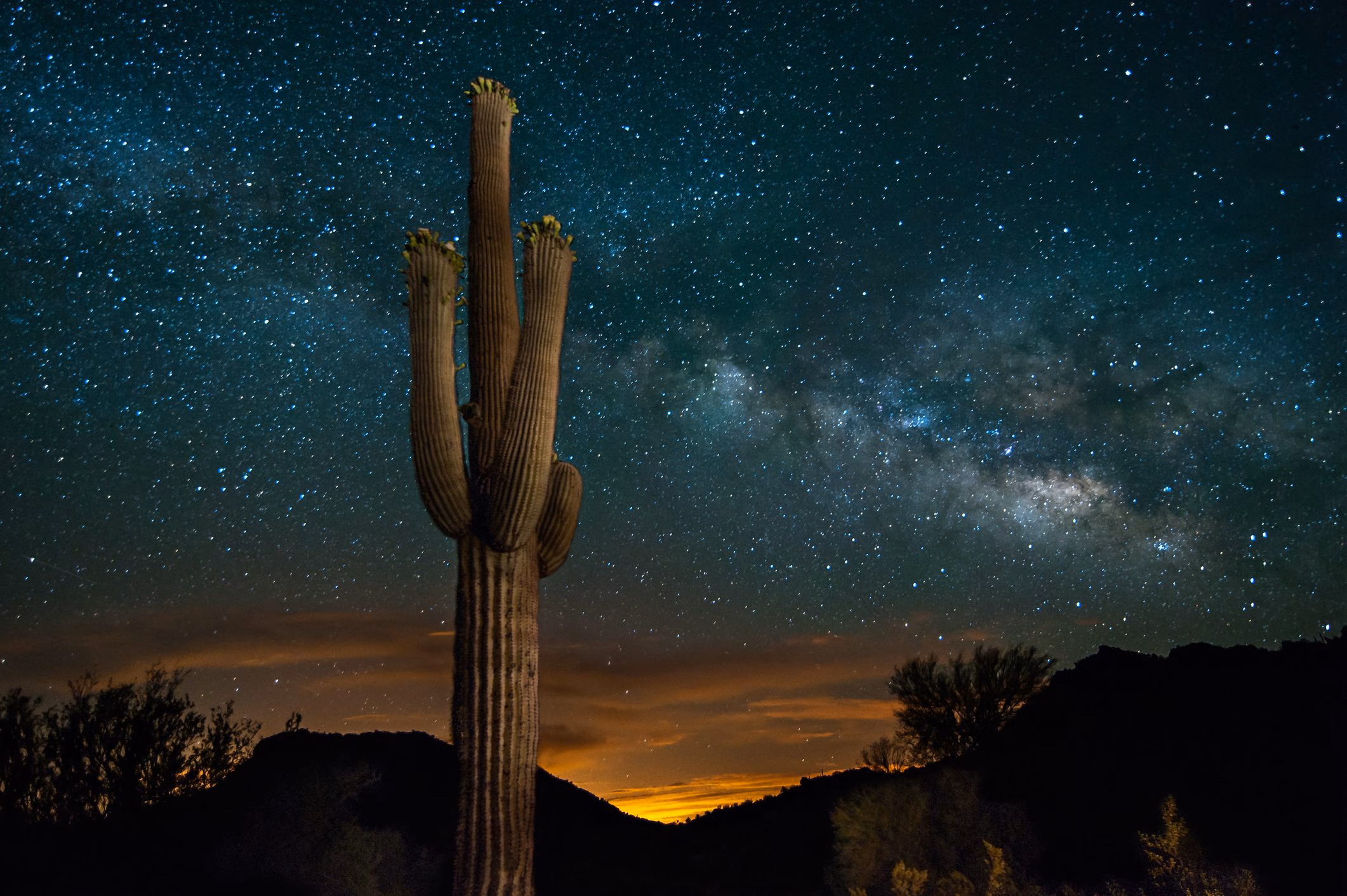 Why Night Beauty blooms at dusk: How darkness helps attract nocturnal pollinators