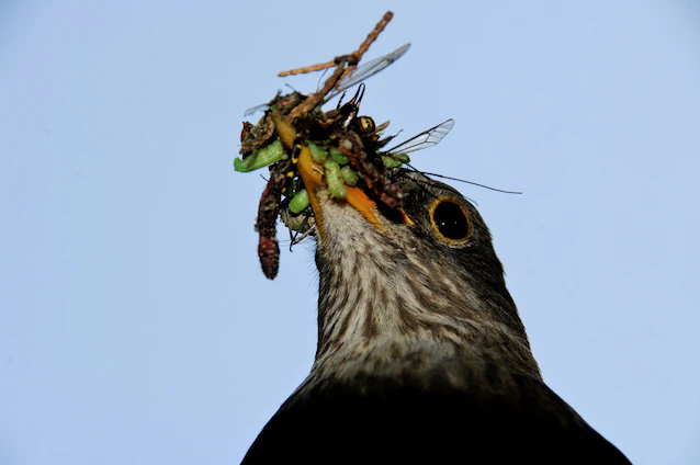 flying ants food for insectivores