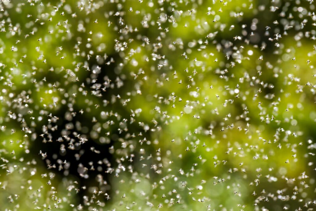Why ants "get wings" in spring-summer: the moment of mating and the "nuptial flight"