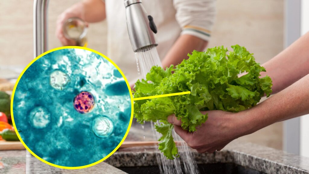Cyclosporiasis in the USA, infections on the rise: what is the infection caused by the parasite that contaminates food