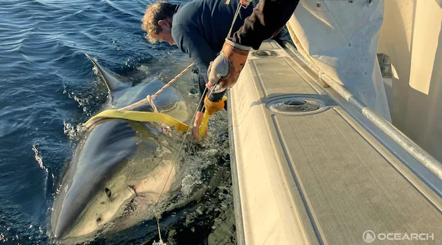 shark size contender