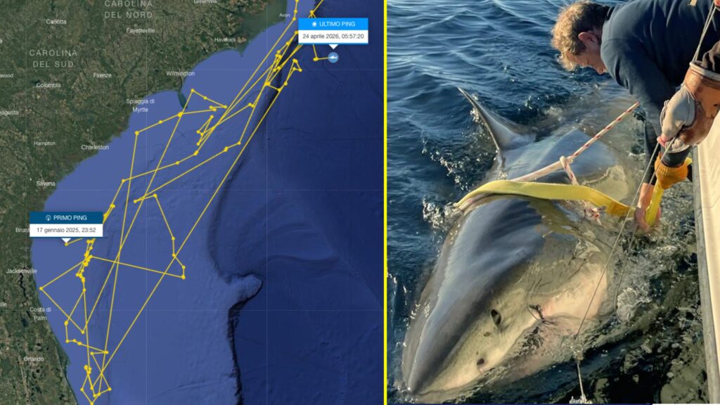 “Contender” is the largest male white shark in the Atlantic: 4.2m long, it resurfaced after months in the USA