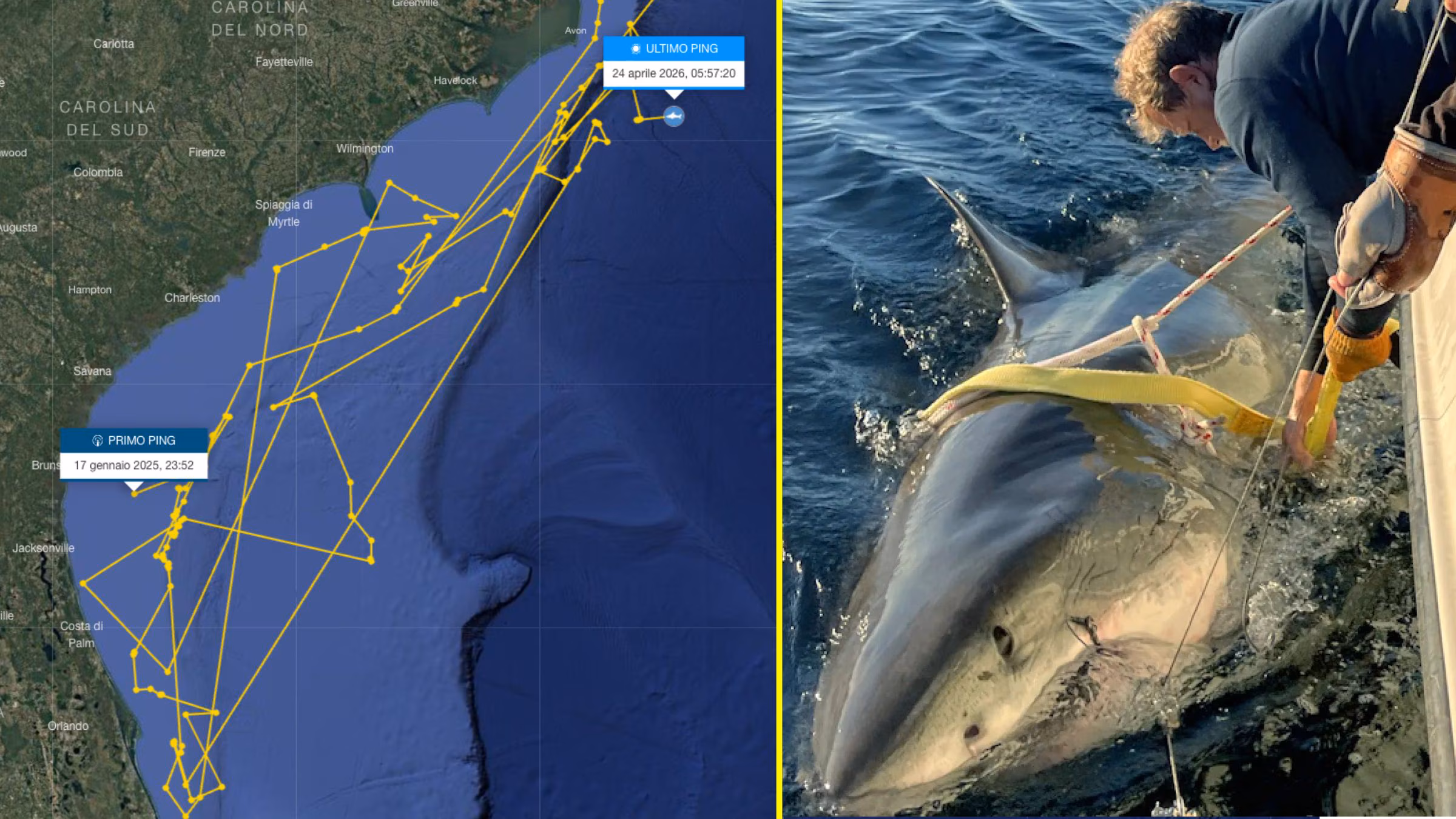 “Contender” is the largest male white shark in the Atlantic: 4.2m long, it resurfaced after months in the USA