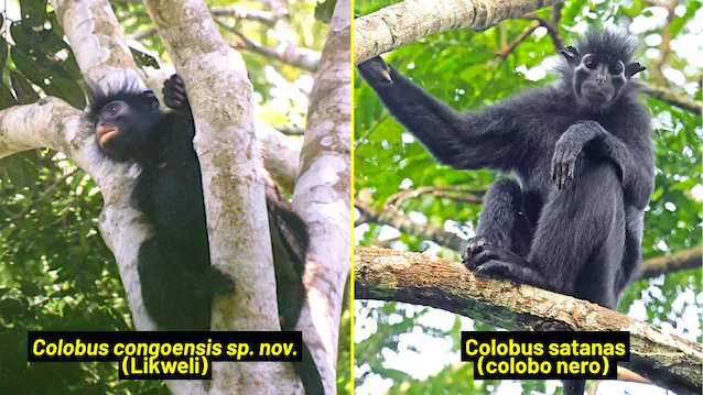 colobus congoensis and satanas