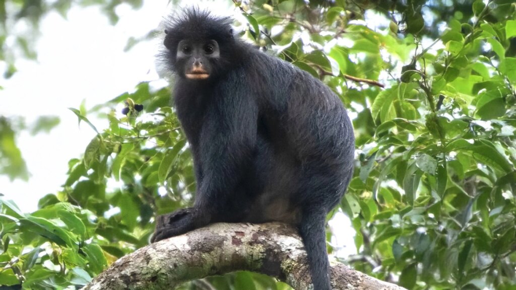 A new species of monkey discovered in the Congo rainforest: the rare mask-faced Likweli
