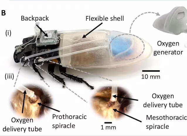 cockroach underwater suit