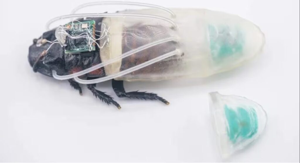 A cyborg cockroach could help find missing people in water: it can last up to 3 hours