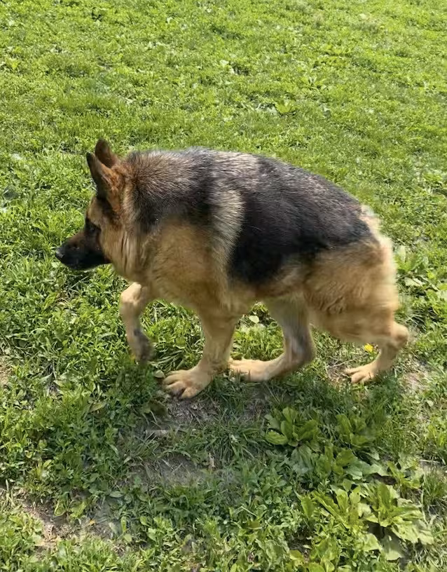 short spine syndrome dog