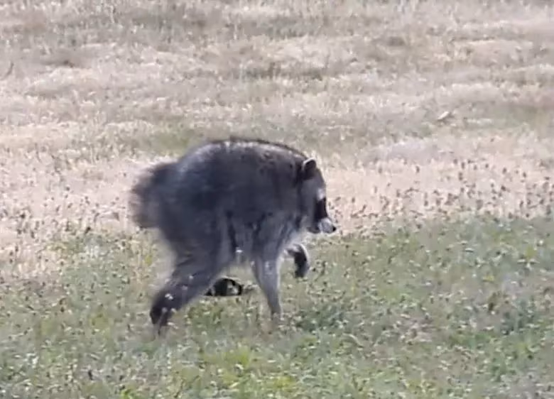Because the Jimothy raccoon has this "round" shape: the rare malformation of the spinal column