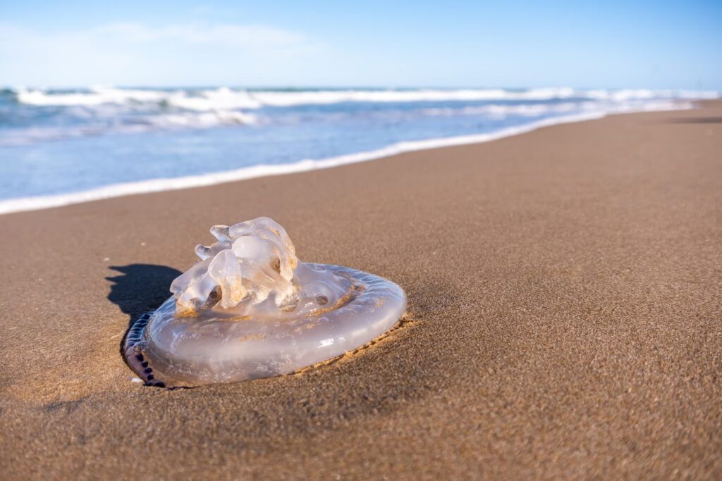 What do you risk if you leave a jellyfish on the sand under the sun: up to 30,000 euros in fines