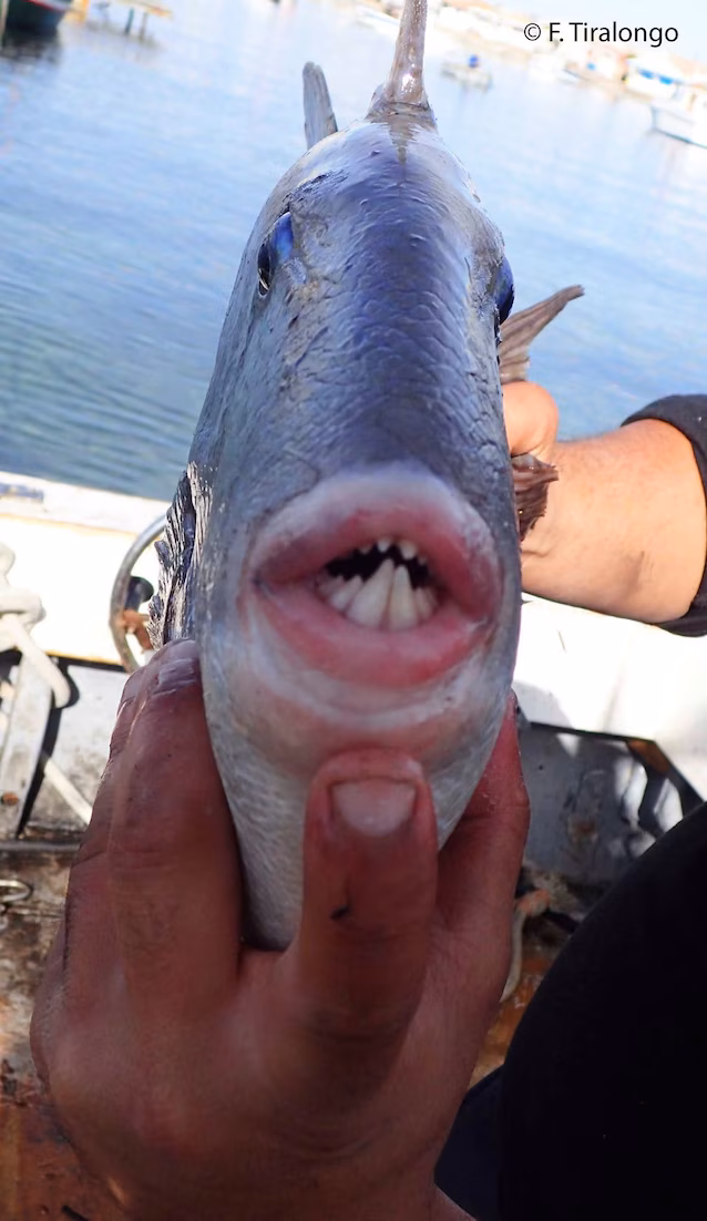 triggerfish teeth