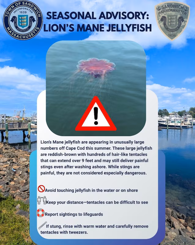 Lion's mane jellyfish alert
