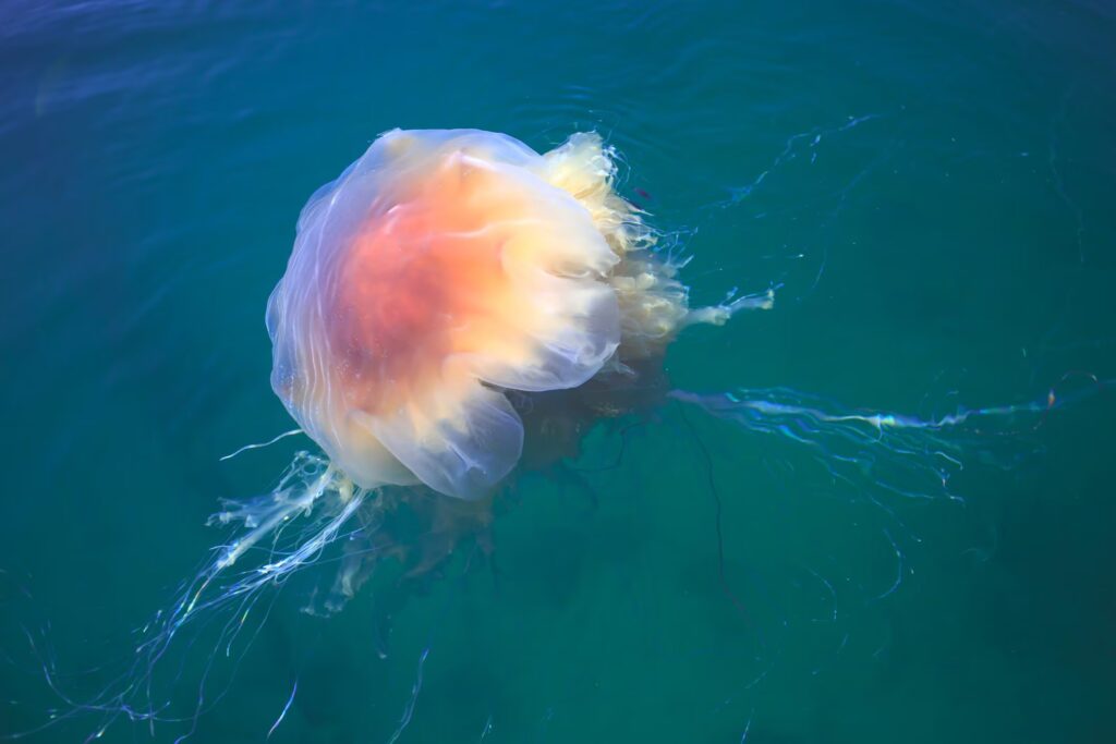 The largest jellyfish in the world spotted on Cape Cod: the lion's mane can exceed 30 meters