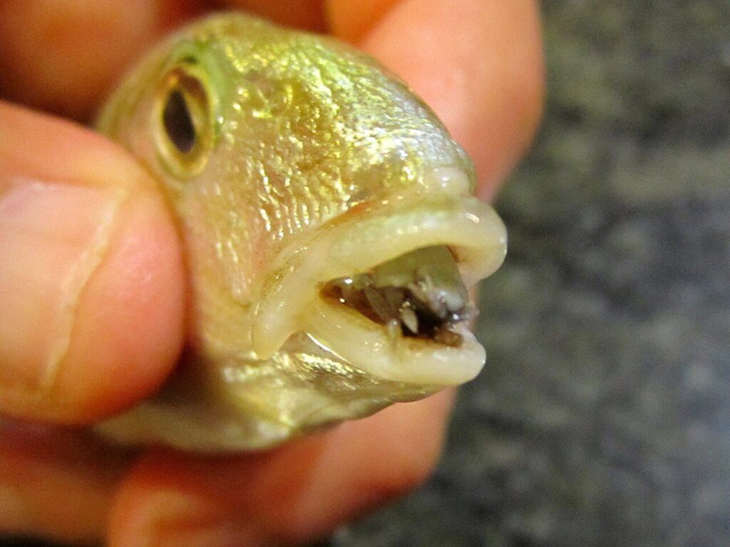 The parasite that causes fish tongues to fall off and replace them: what is the "tongue-eating louse"