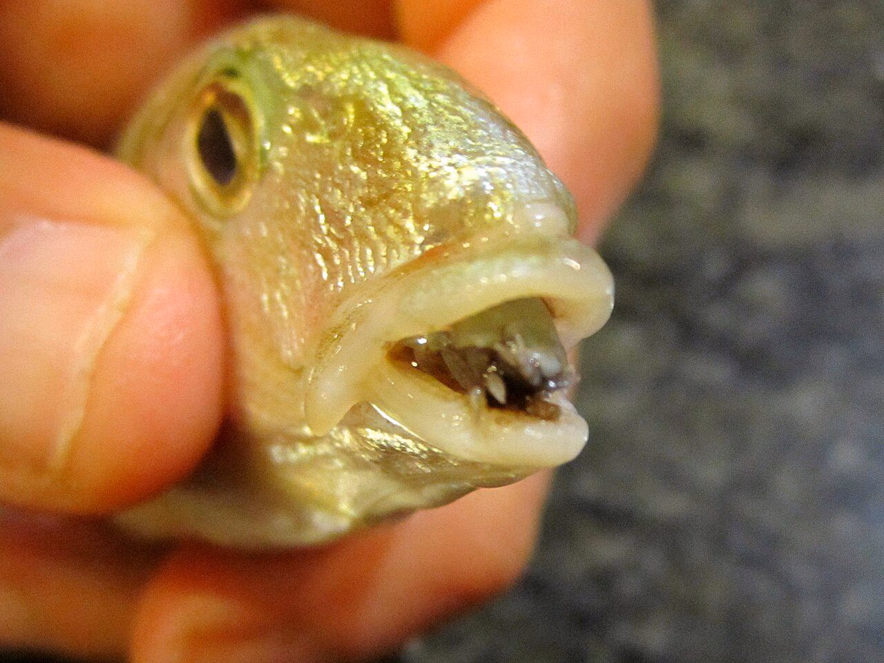 The parasite that causes fish tongues to fall off and replace them: what is the "tongue-eating louse"