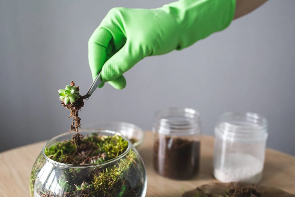 How to build a terrarium in four steps and how to maintain it