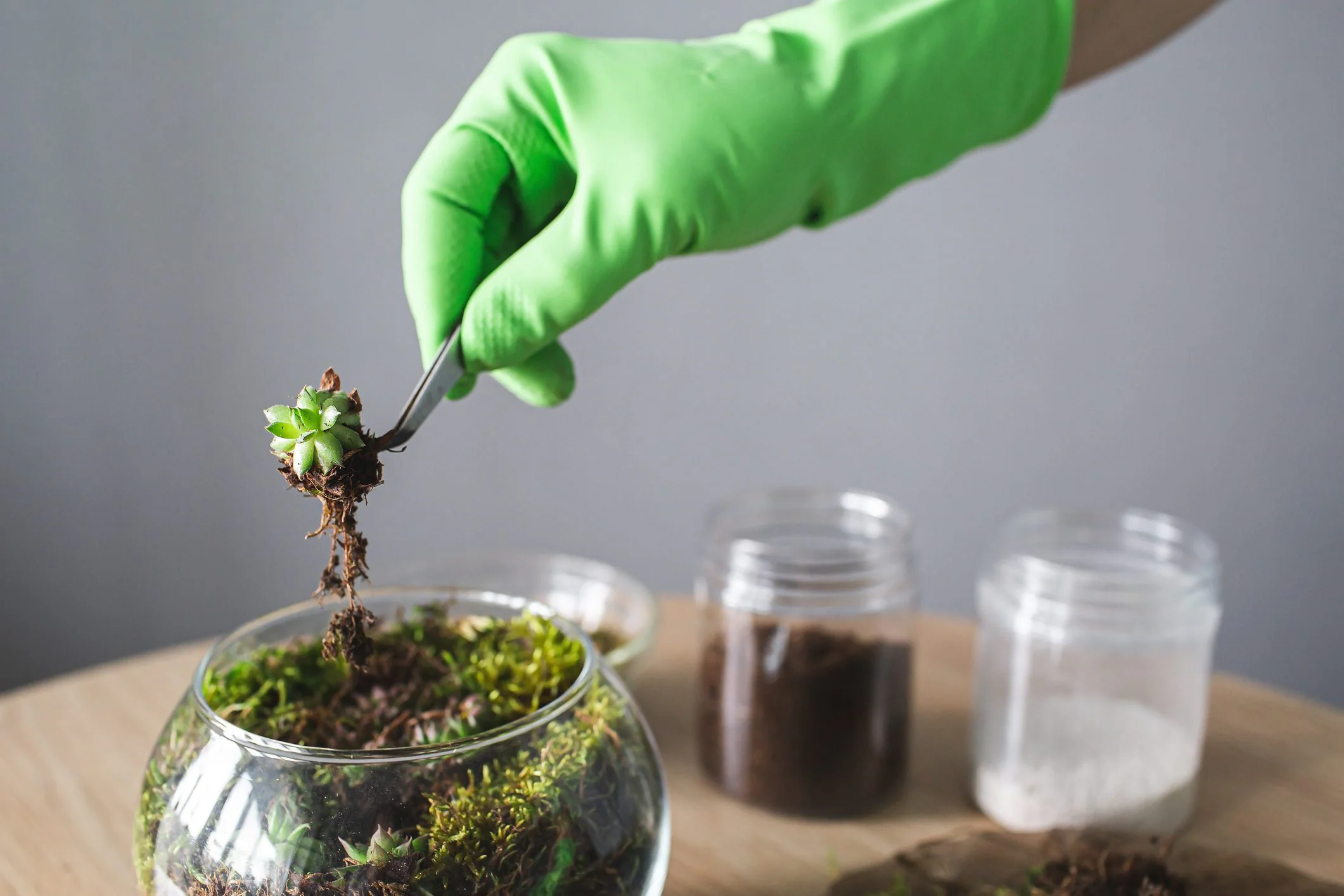 How to build a terrarium in four steps and how to maintain it