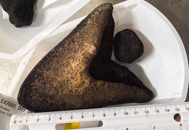 13cm megalodon teeth