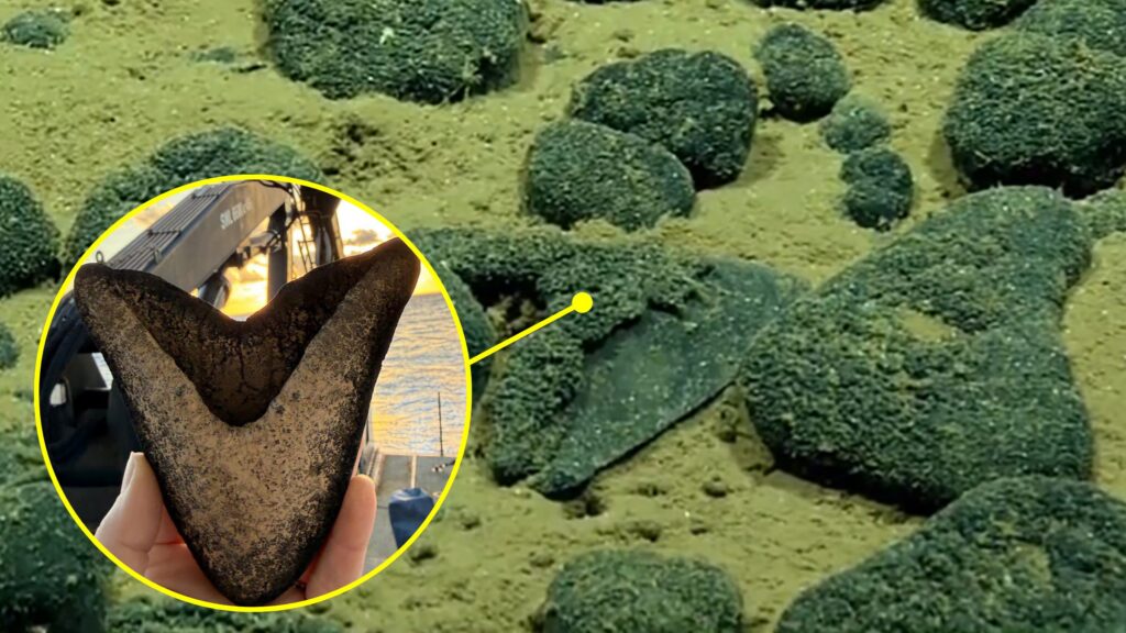 13cm megalodon fossil teeth discovered in the depths of the Cook Islands during a NOAA expedition