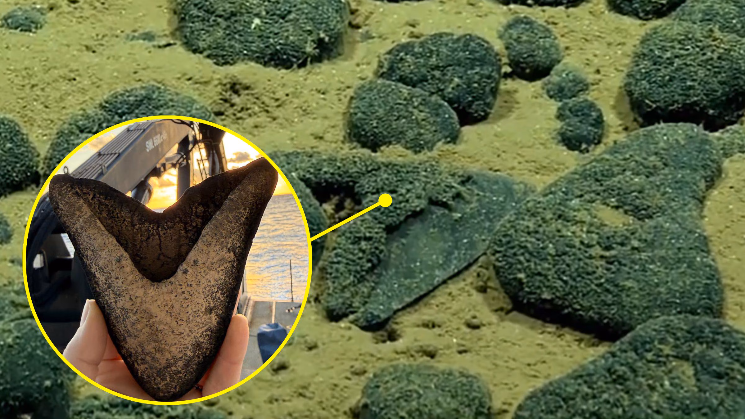 13cm megalodon fossil teeth discovered in the depths of the Cook Islands during a NOAA expedition