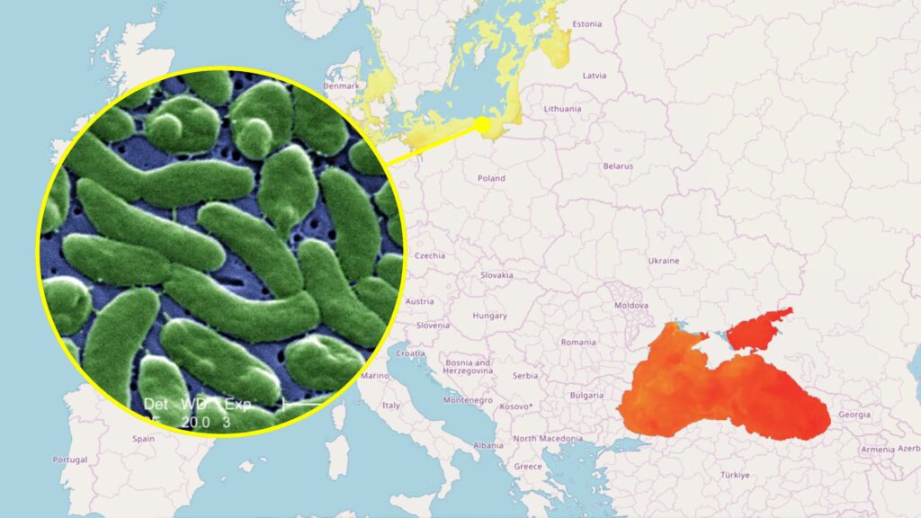 Flesh-eating bacterium in the Strait of Messina, the study is old: European data and why there is no risk