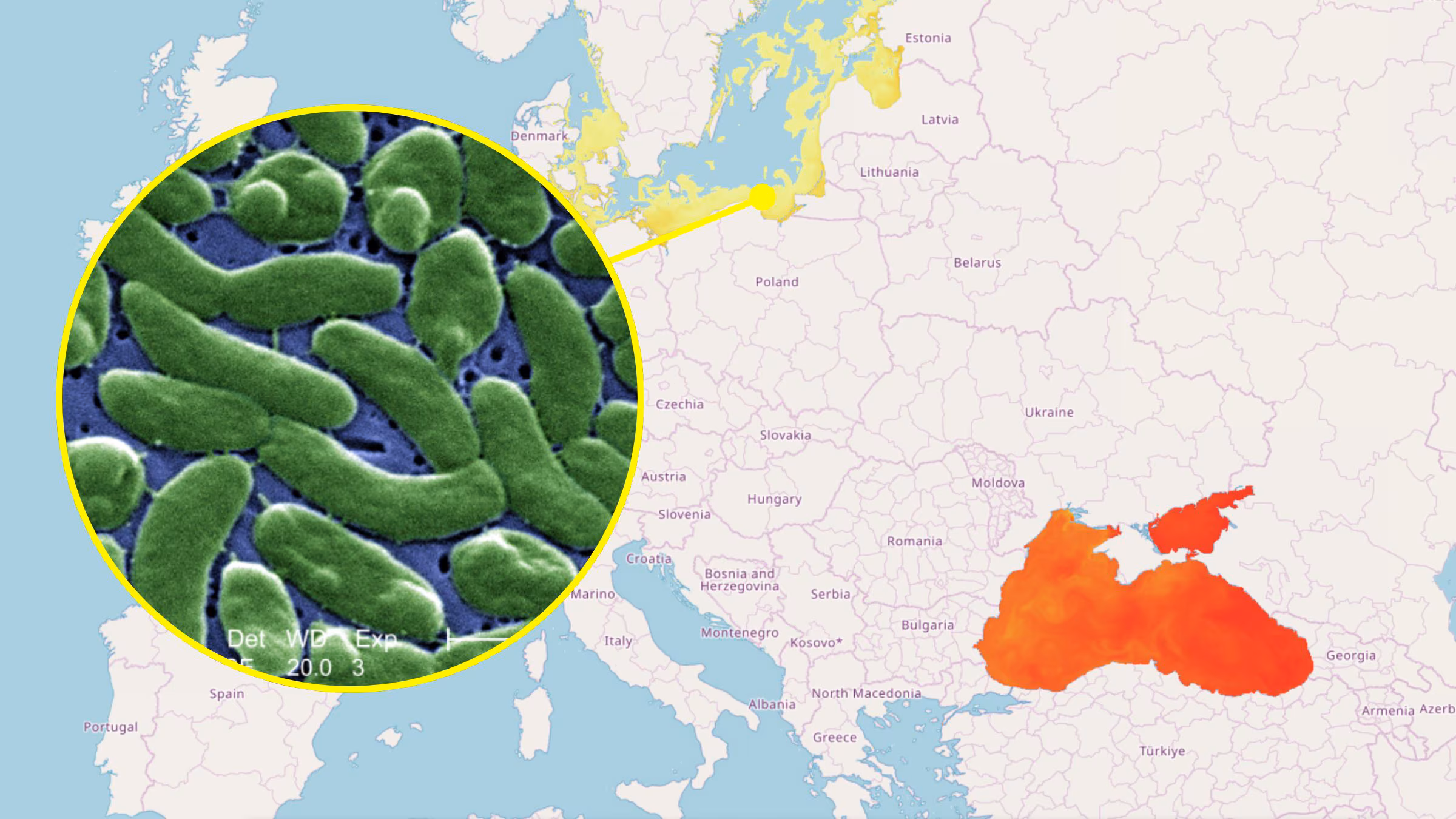 Flesh-eating bacterium in the Strait of Messina, the study is old: European data and why there is no risk