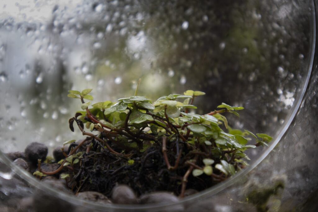What is in the terrarium land, what is its microfauna and how does its microclimate work